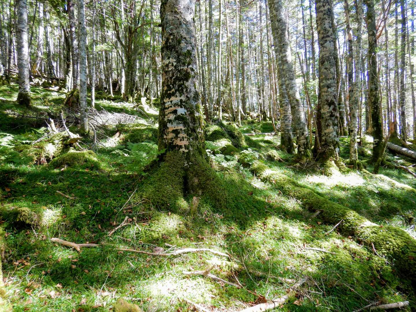 尾高山に近づくと、シダがなくなり、苔の森になってきました。