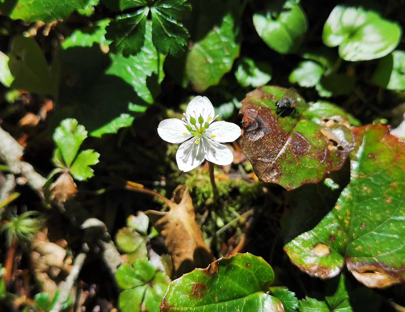バイカオウレンのお花畑もあった！
白い部分は花ではなくて中央の黄色い部分が花ですって！