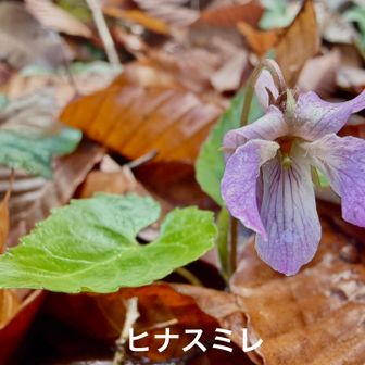 ヒナスミレ（雛菫)
      スミレ科スミレ属