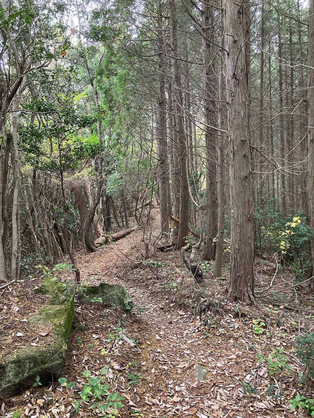 十畳岩コース登山口-小田山 往復コースの写真