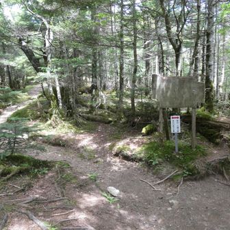 天川河合からの登山道と合流｡
右へ折れて、狼平をめざします。