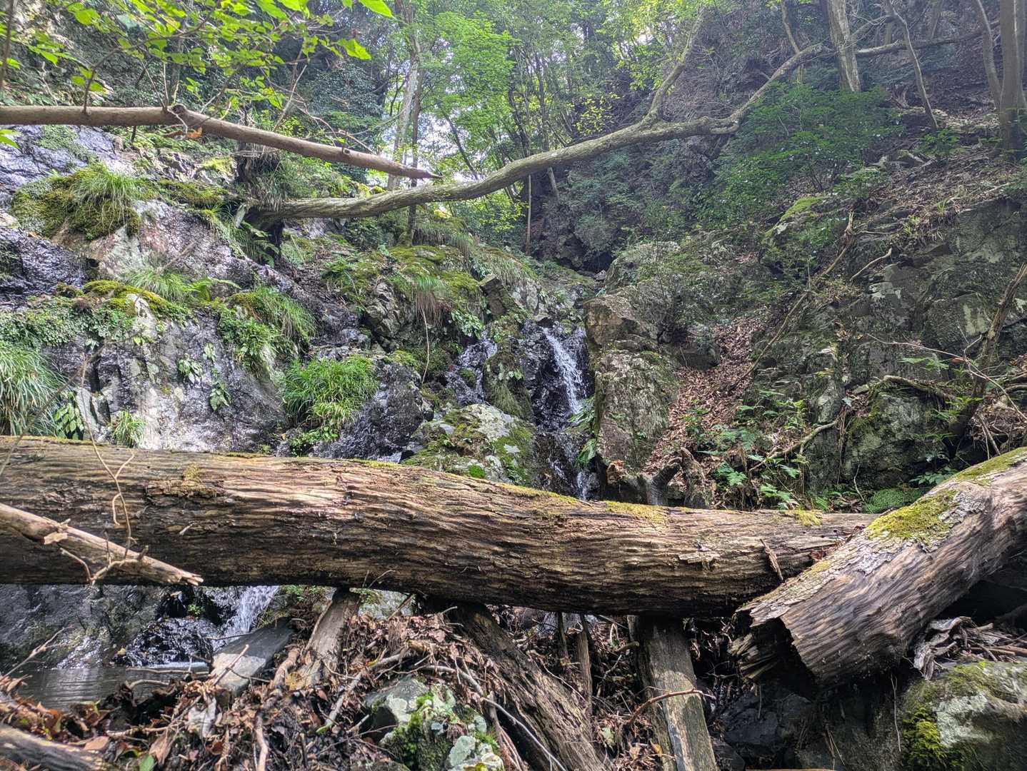 池ヶ谷コース登山口-入道ヶ岳 周回コースの写真