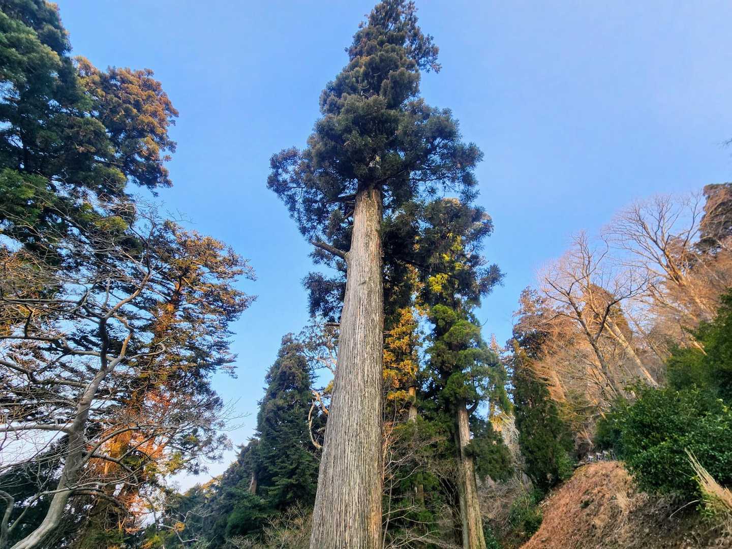 神域には巨大な樹木がたくさん🌲