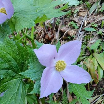 森のアーモンド