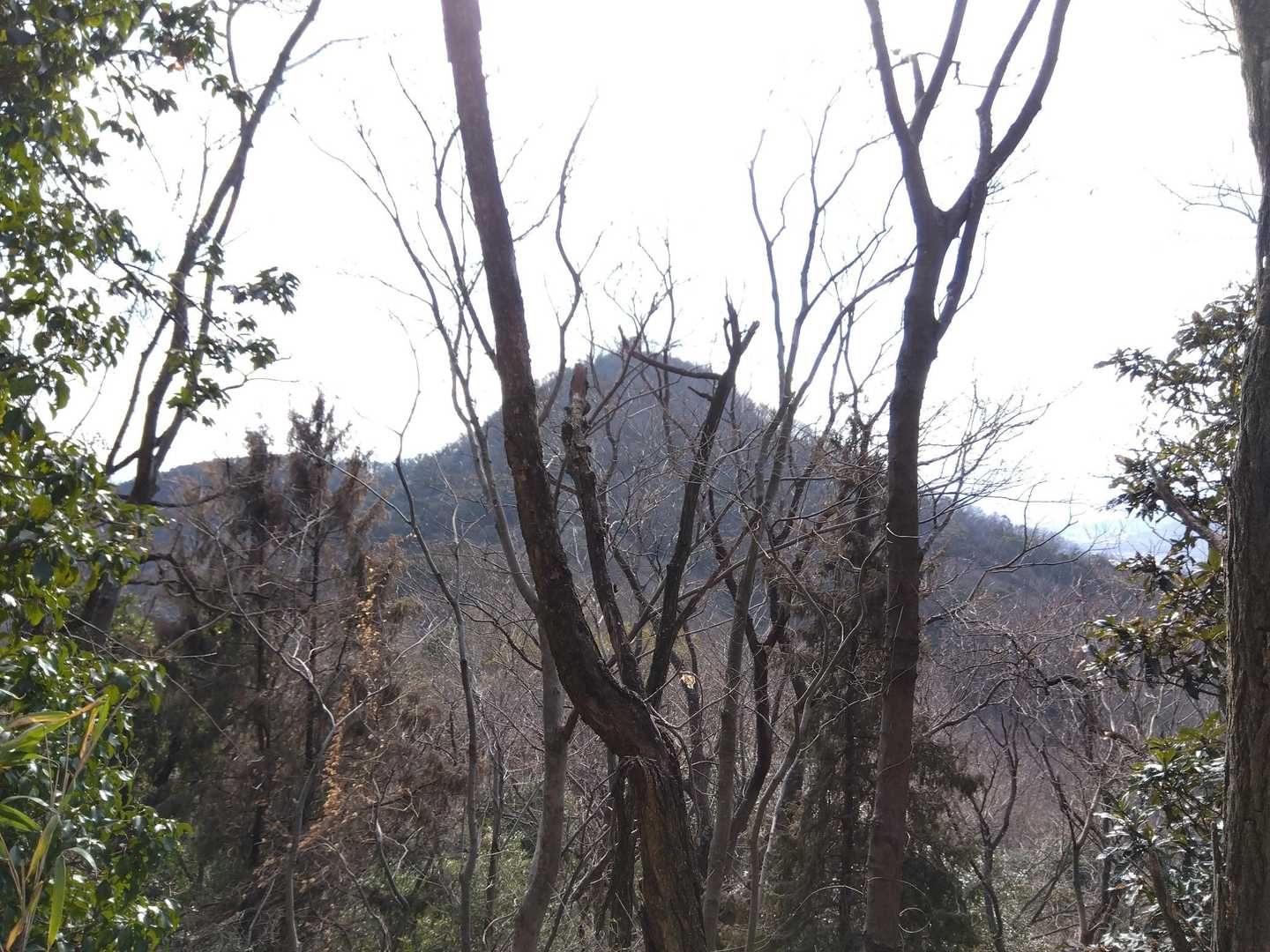 袋山のピーク
急登ぽい💦