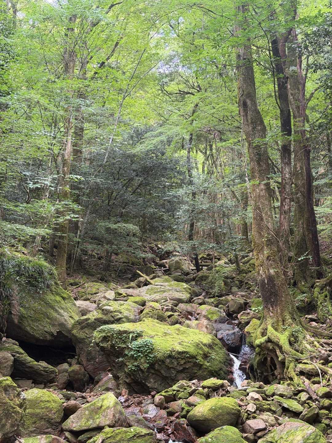 3合目登山口-夫婦杉-市房神社-市房山 往復コースの写真