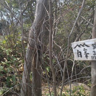 あっという間に山頂