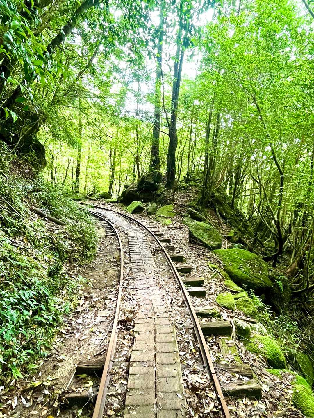 木は新緑がいちばん大好き♡
トロッコ道も一緒ならもっと好き😊