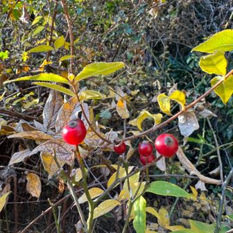登山口近くで野薔薇の実🔴