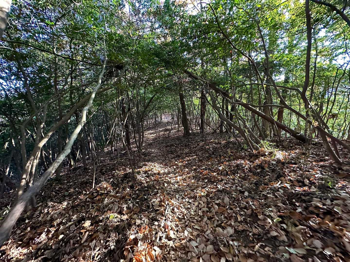 高松山頂を過ぎると暗い森の中へ🌳
トトロのトンネル感✨