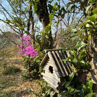 今日のコースには巣箱が沢山あった