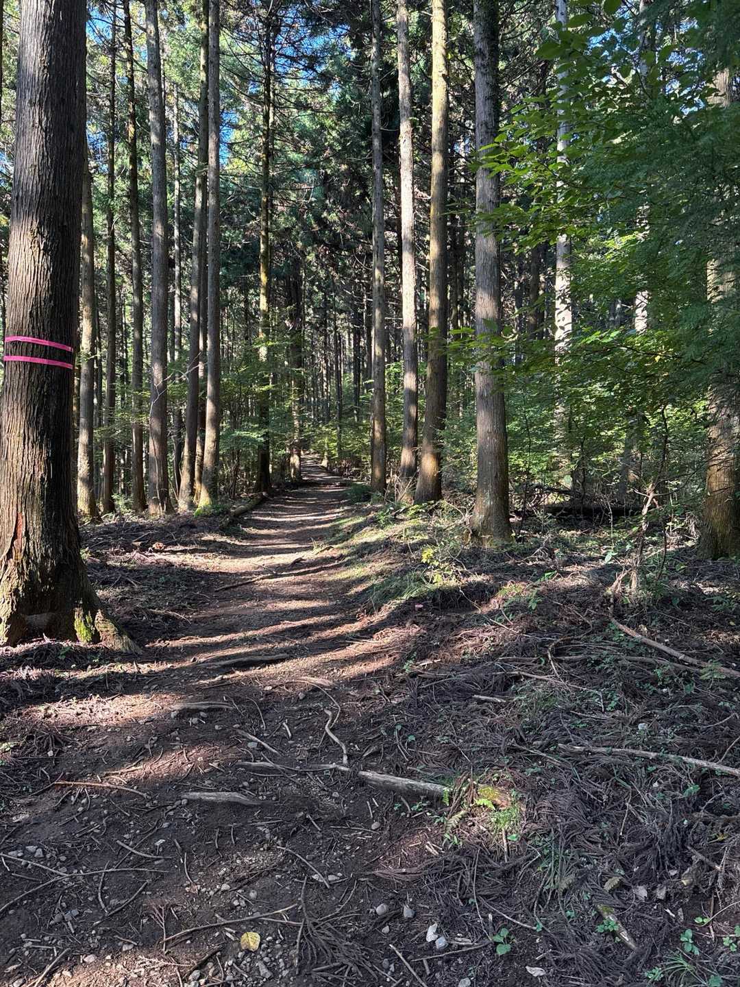 🪨岩の登山道を過ぎると、心地の良い林道🌳