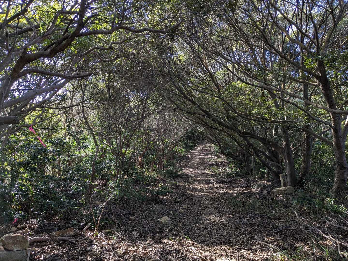 雄鷹台山まであと