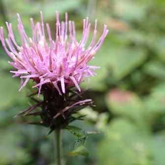 上を向いてしっかりと咲いている点、花の付け根の「総苞（そうほう）」にあるトゲが鋭く、やや黒っぽく反り返るように発達している点から、この花は高尾山域で最もよく見られるトネアザミ（タイアザミ）、またはノハラアザミ の可能性が非常に高いです。