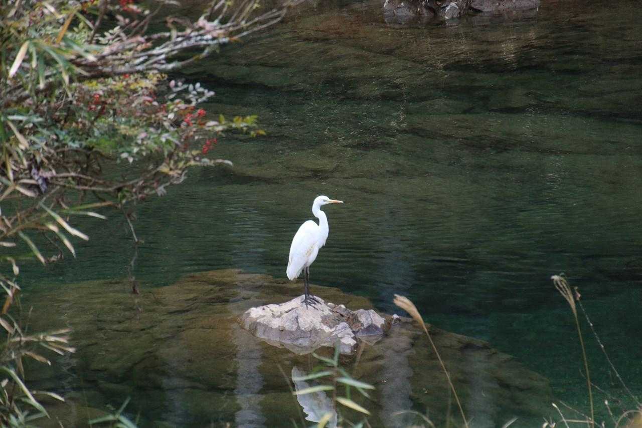 サギもいます