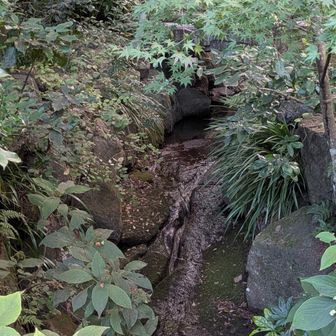 がこの小川、紅葉の頃は面白いかも
