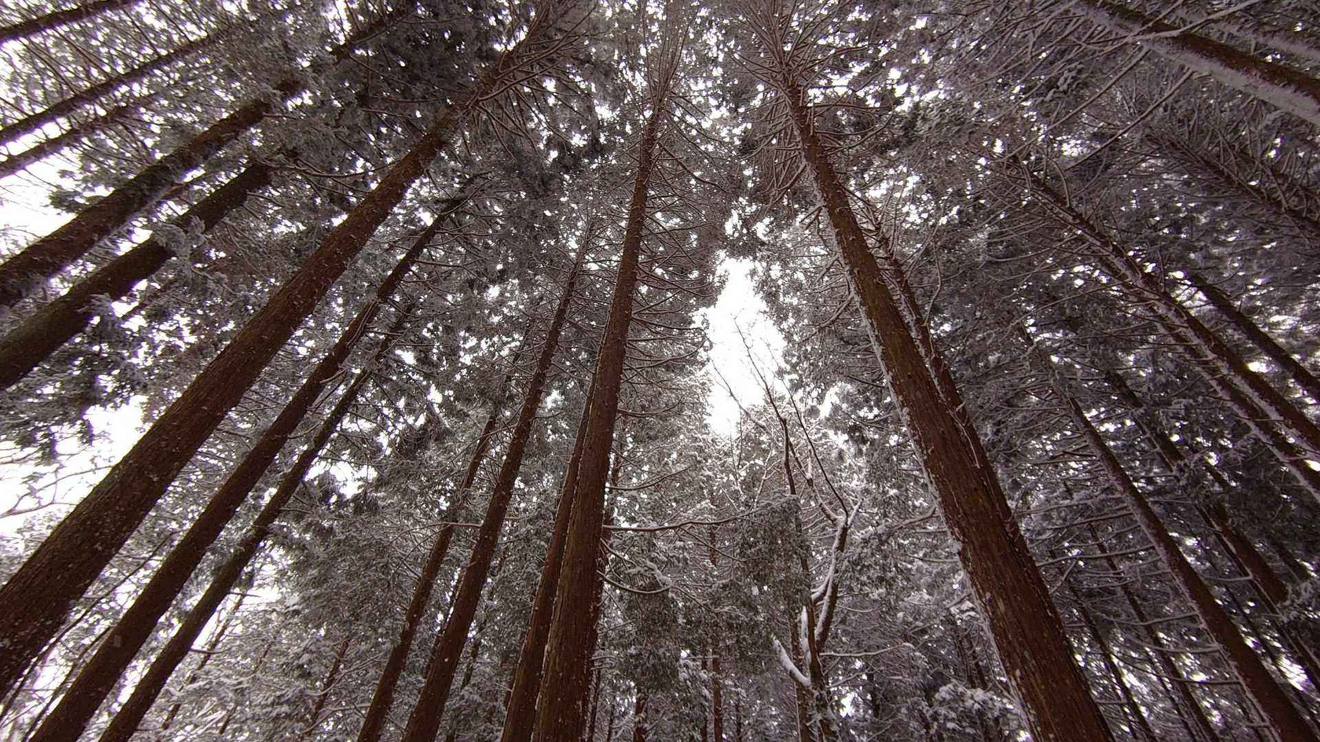 杉林。
