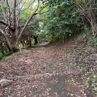 あまり人が歩かないから落ち葉が多め🍂