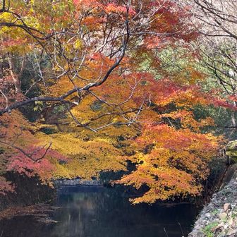 紅葉🍁の名所　で無いのに
ひっそりと　　絵になる風景　

心　整いました。　　
