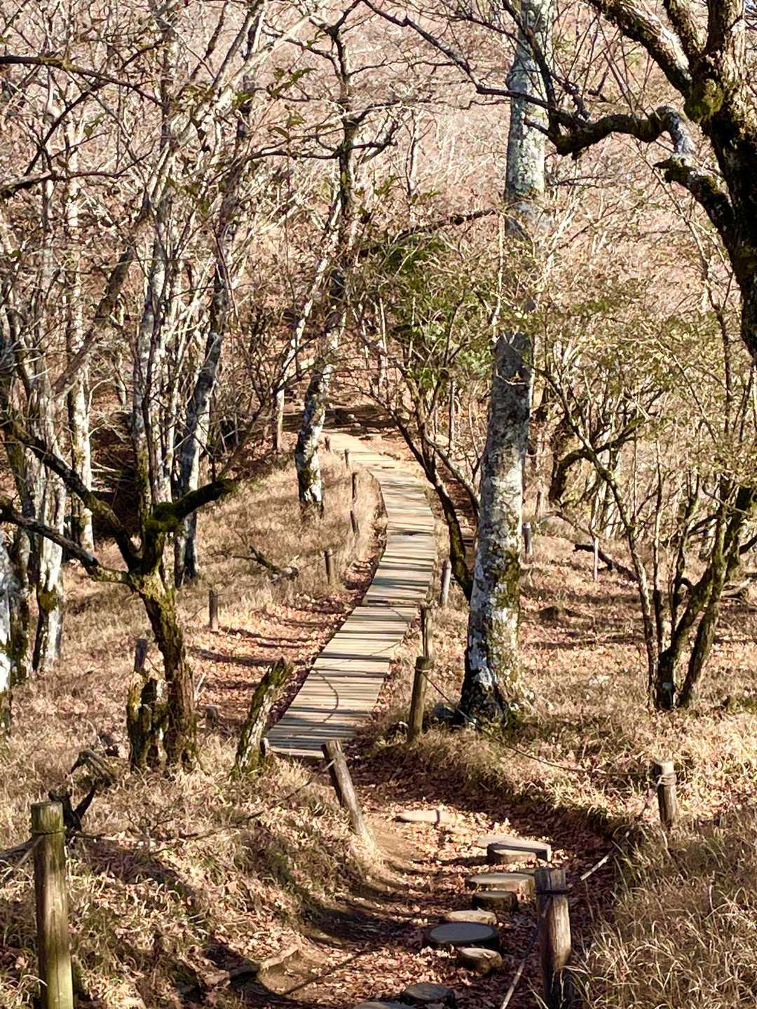 山頂近くは紅葉は終わっていた