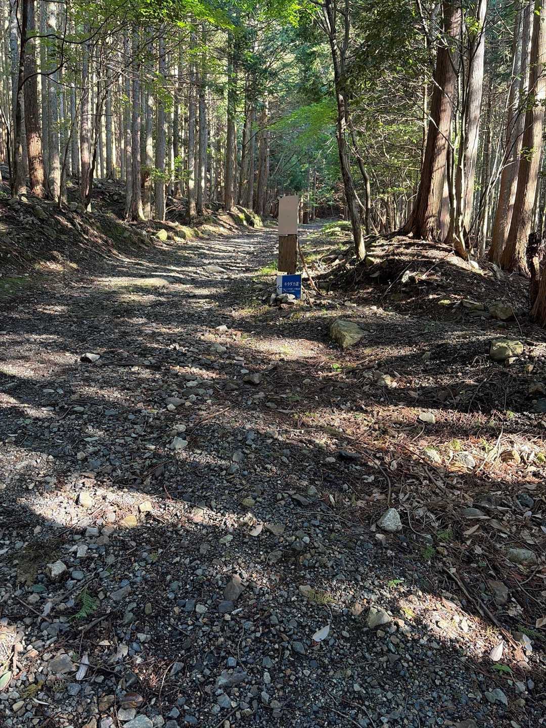 やっと分岐‼️道幅は広い、林道歩き🚶