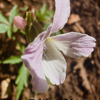 高尾で観察した植物

　　　　エイザンスミレ

比叡山の名前のついた菫