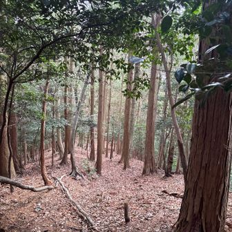 目的の尾根に合流