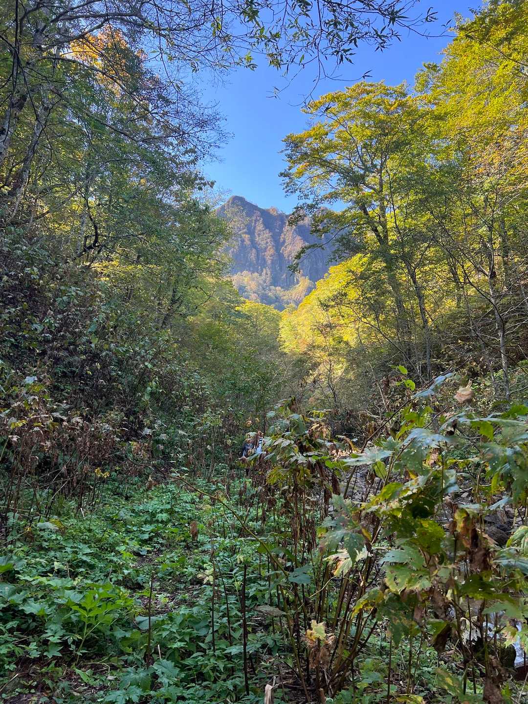 雄鉾岳 往復コースの写真