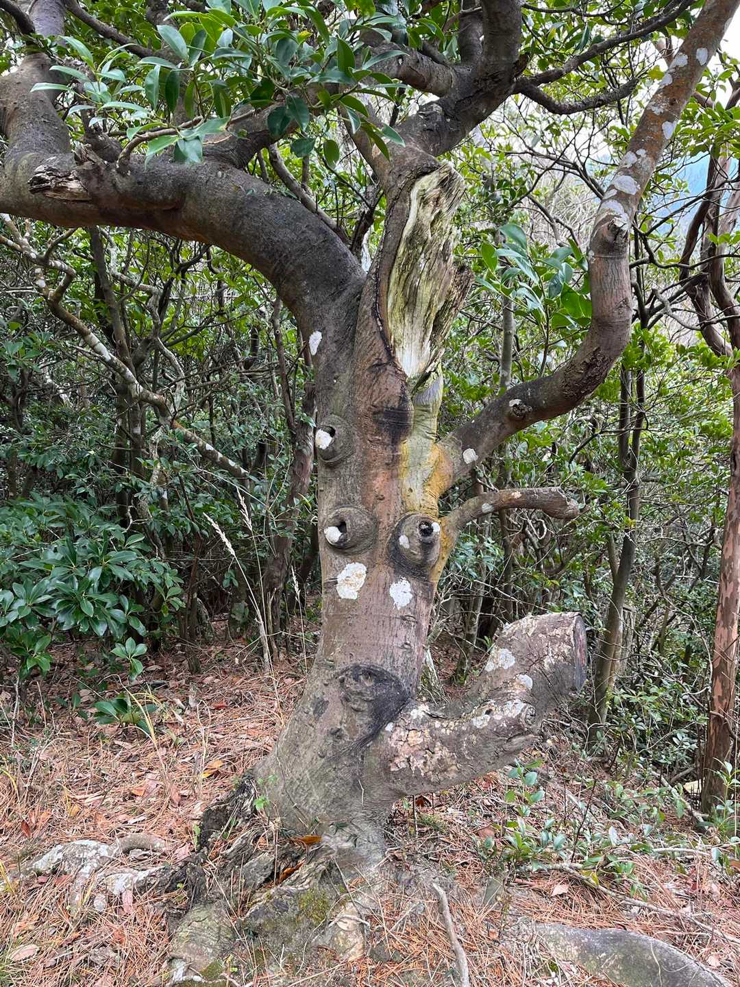 高地山三角点そばの愉快な🌳🤪