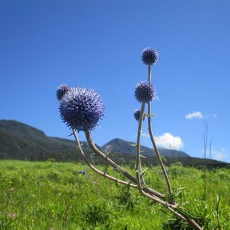 青空バックにニョキニョキっと