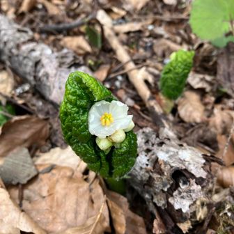 葉っぱが開く前に花。花からはサンカヨウと思われる。