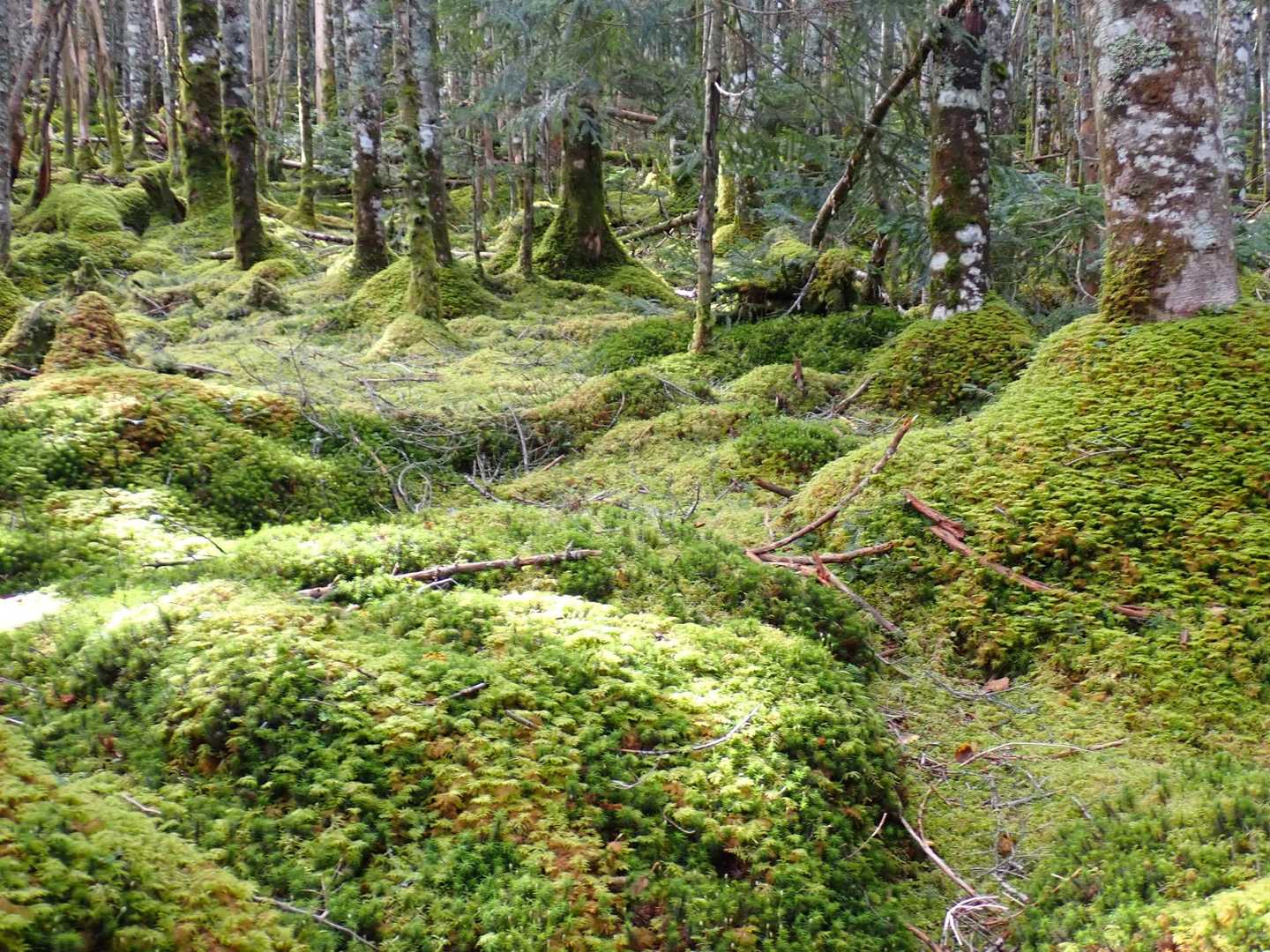 苔を楽しみます