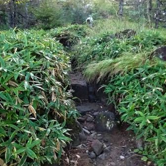 緩慢な登りと笹原。暫く続く。