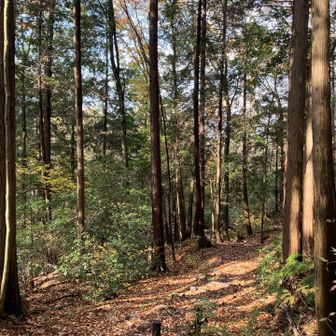普段の散歩道ながら、雰囲気はよろしいのです。