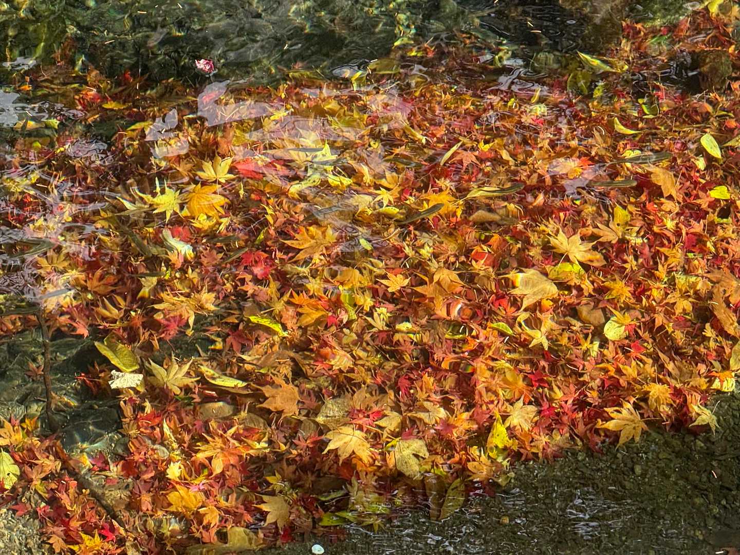 川の中に落ちていた落ち葉達🍁🍁🍁🍁🍁