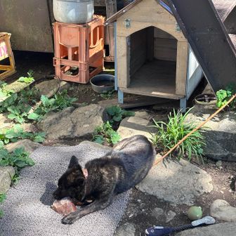 山荘のワンコ🐕