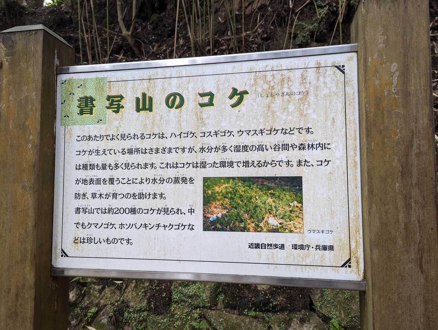 ずっと猛暑なのでコケもカラカラでしょうね