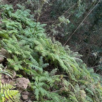 下山。シダがめっちゃでかい