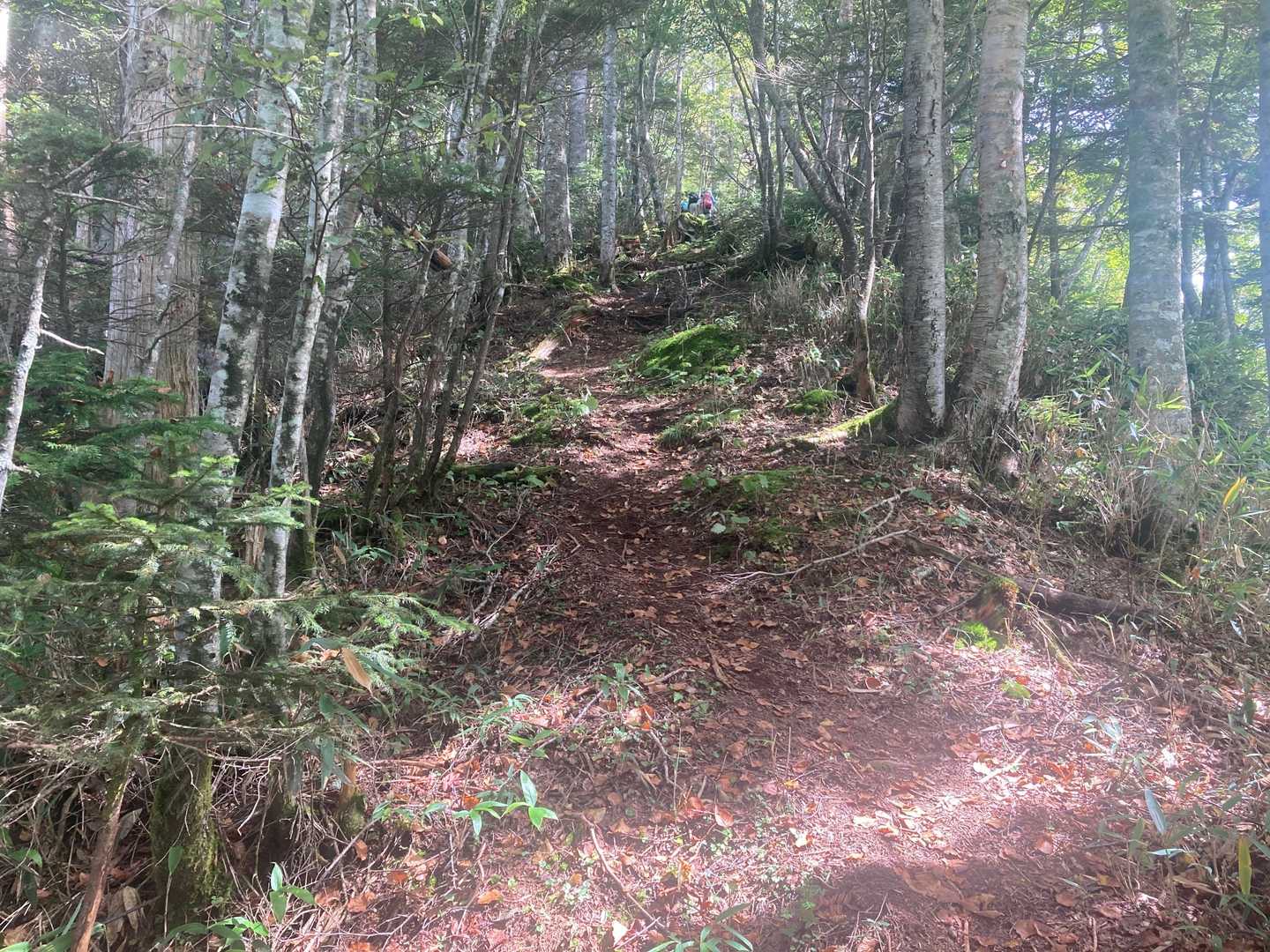 先行者がいました。
近過ぎず離れず歩く事で、グループ登山をしている感覚を味わってみます。