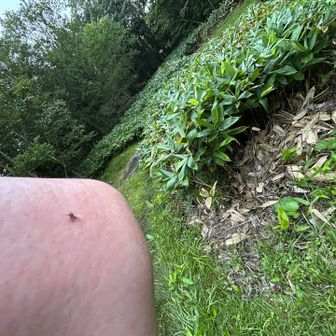 このこの時期羽が生える小さな虫
iPhoneでは小さ過ぎて、大きくとれない
ダニなんですかね
たくさんくっ付いて、くっ付いて😅
家に帰ってからも背中にはいってました