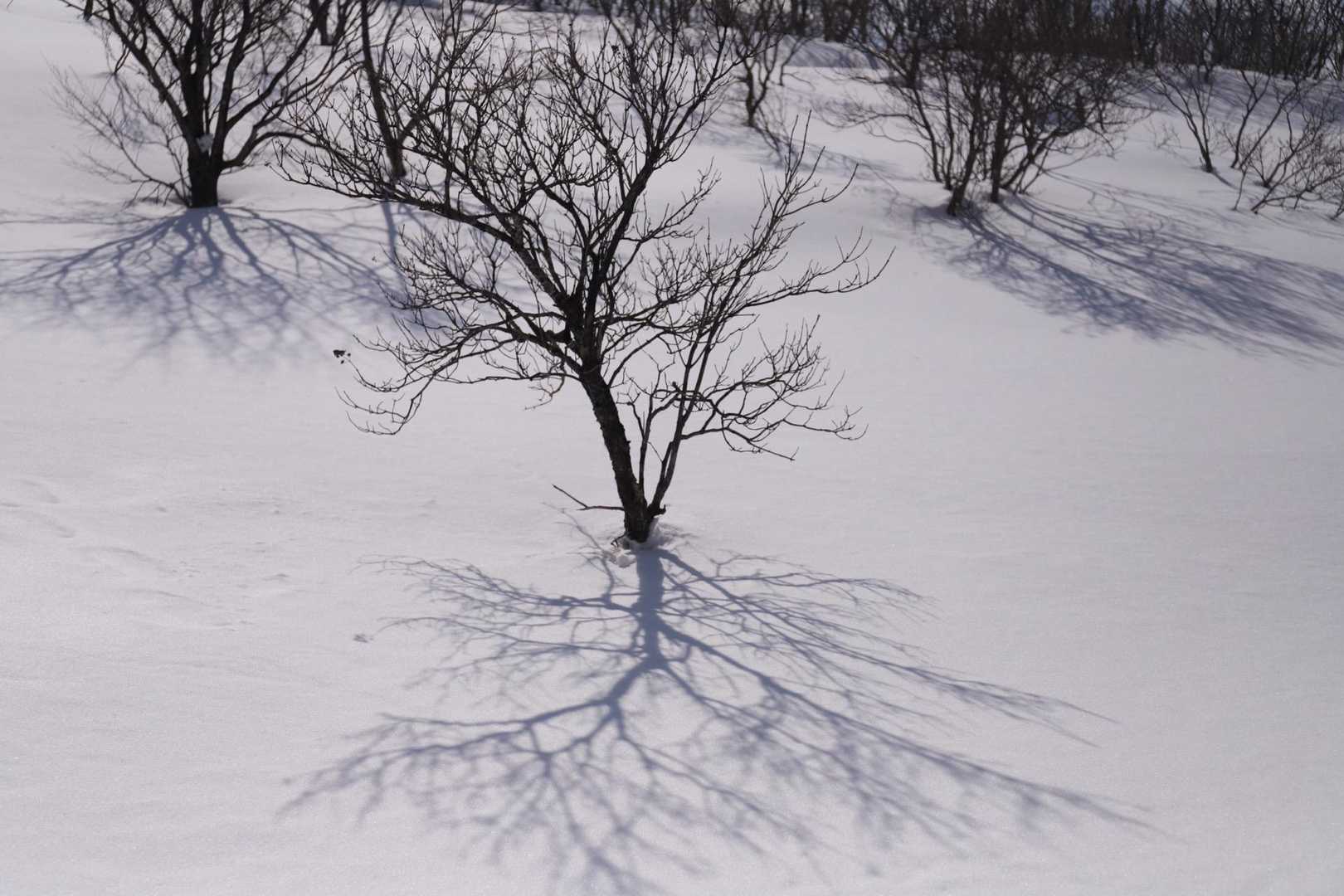 無事下山
太陽が出てきて、木が雪面を影で撫でます
冬らしい冷たい風に吹かれ、美しい稜線を堪能し、今日も素晴らしい山行を楽しました
