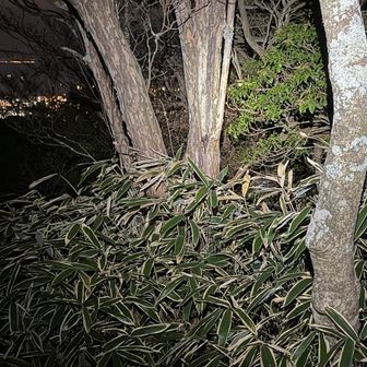 やっぱ昼より夜景ですねぇ六甲は