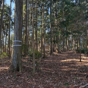 あっという間過ぎたから、畑山も登頂したが何も無い