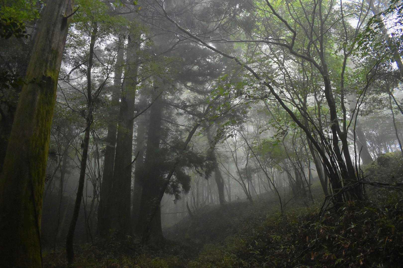 霧の森？