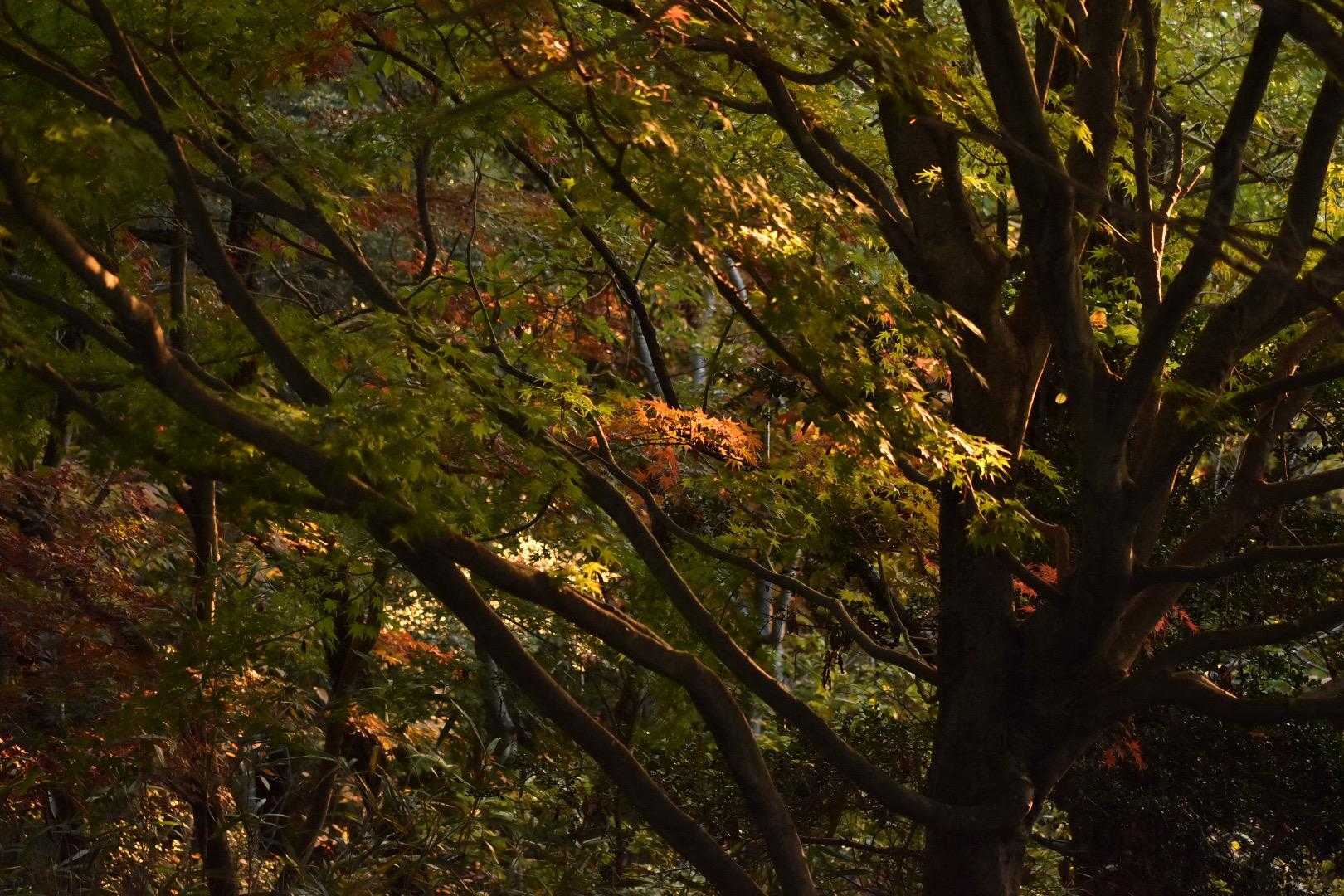 紅葉はどんどん色付きが良くなってきている。二上山の紅葉のピークはもう少し先かな。