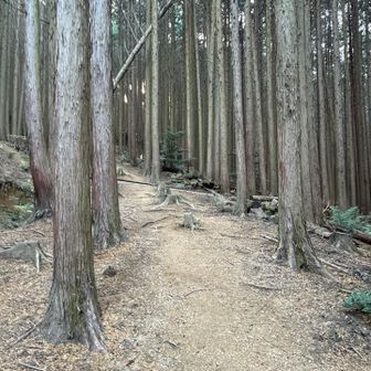 ほんの一部に、落ち葉🍂もりもり、滑りやすい箇所もありますが、概ね快適に下山できました。