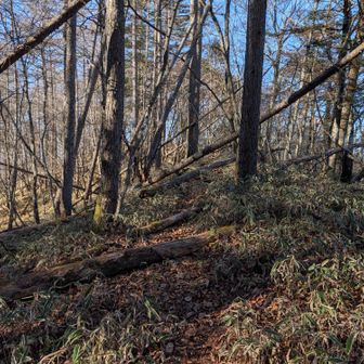 砥山への道は整備されておらず、倒木が