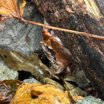 🐸