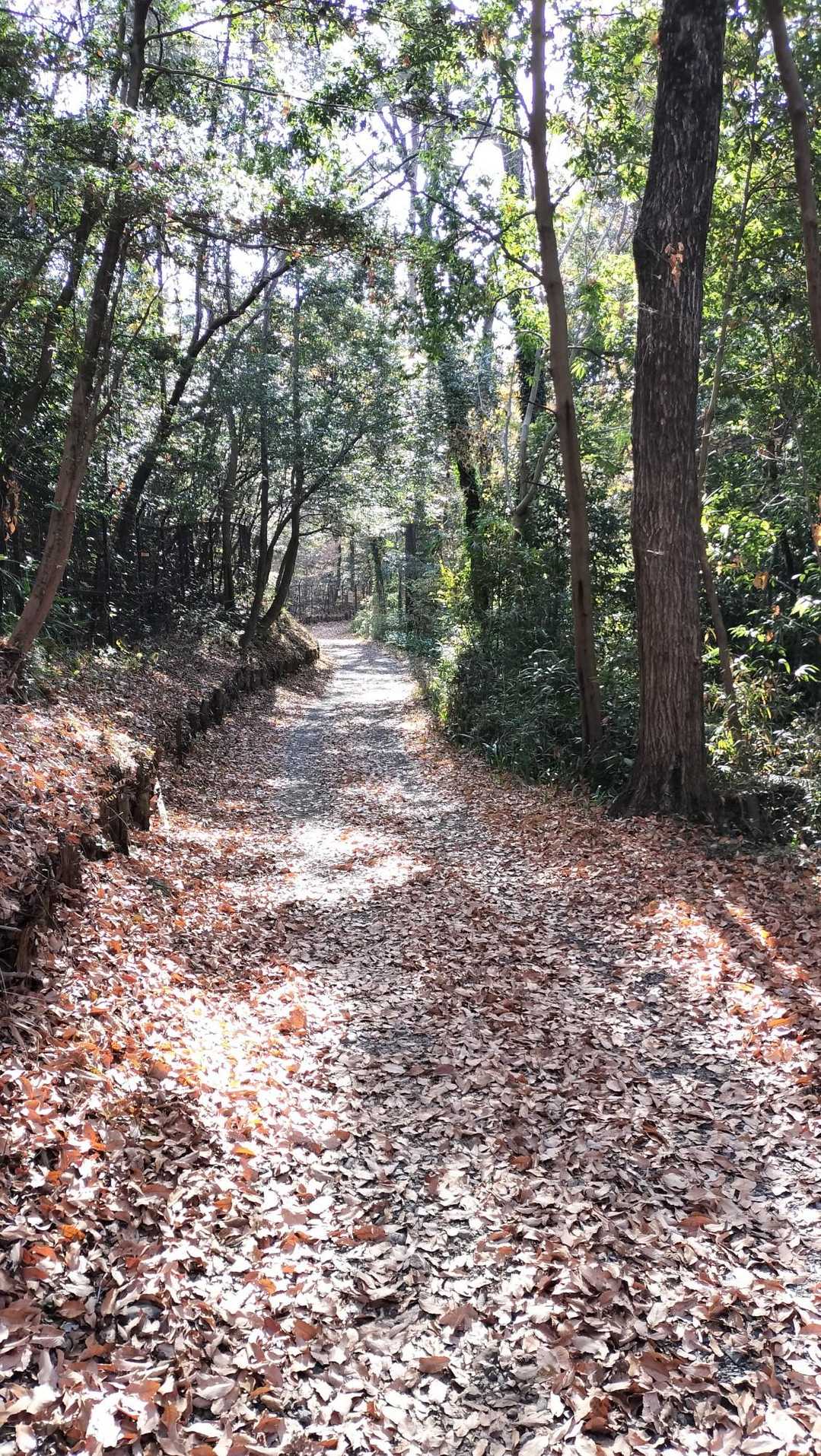 マウンテンバイクの方、ランニングの方、ウォーキングを楽しむ方々、小さいお子さんと散歩を楽しむ家族で来ている方々、ちょうど良い感じの人がいて1人でも安心感がありました(*´∀｀*)