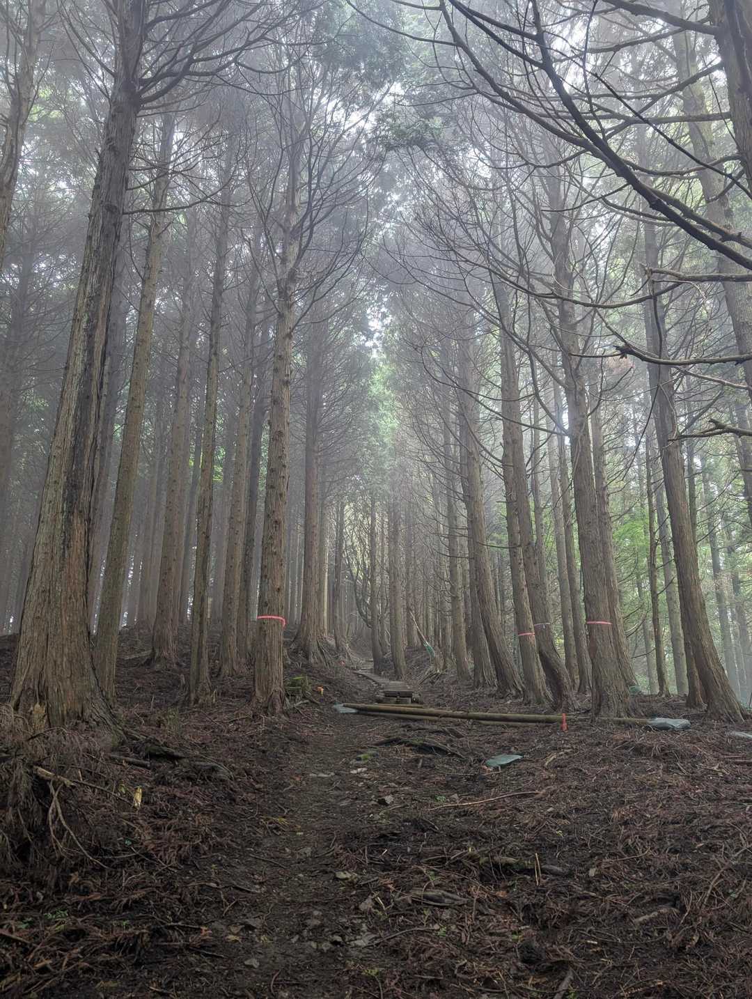 登山目的じゃなかったら、幻想的な雰囲気に包まれて、気持ちよくなってるんだろうなぁ
